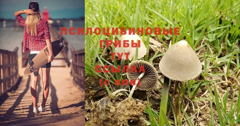 Псилоцибиновые грибы Magic Shrooms  МЕГА ссылка  Мурманск  купить закладку 